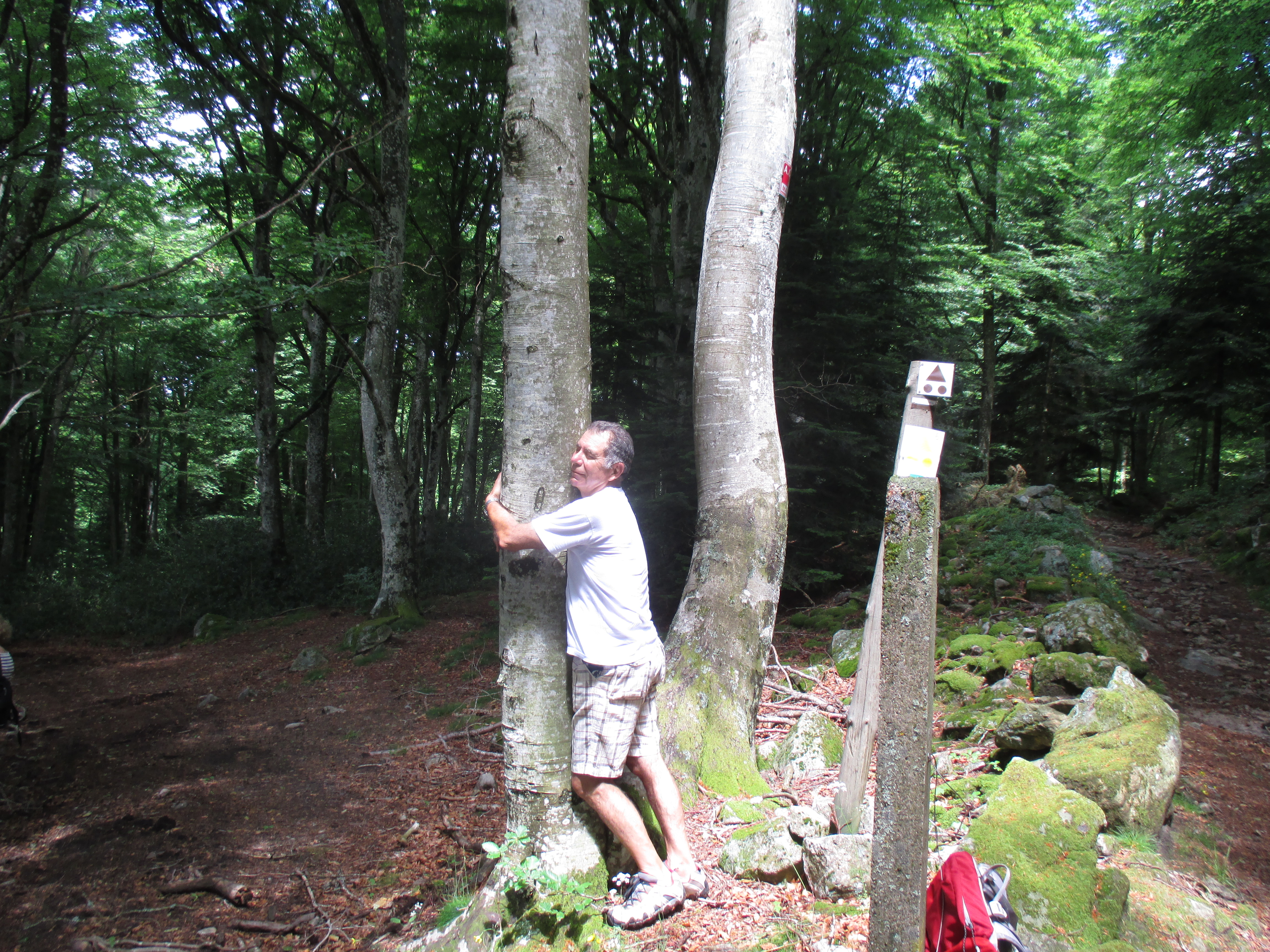 contact avec la forêt