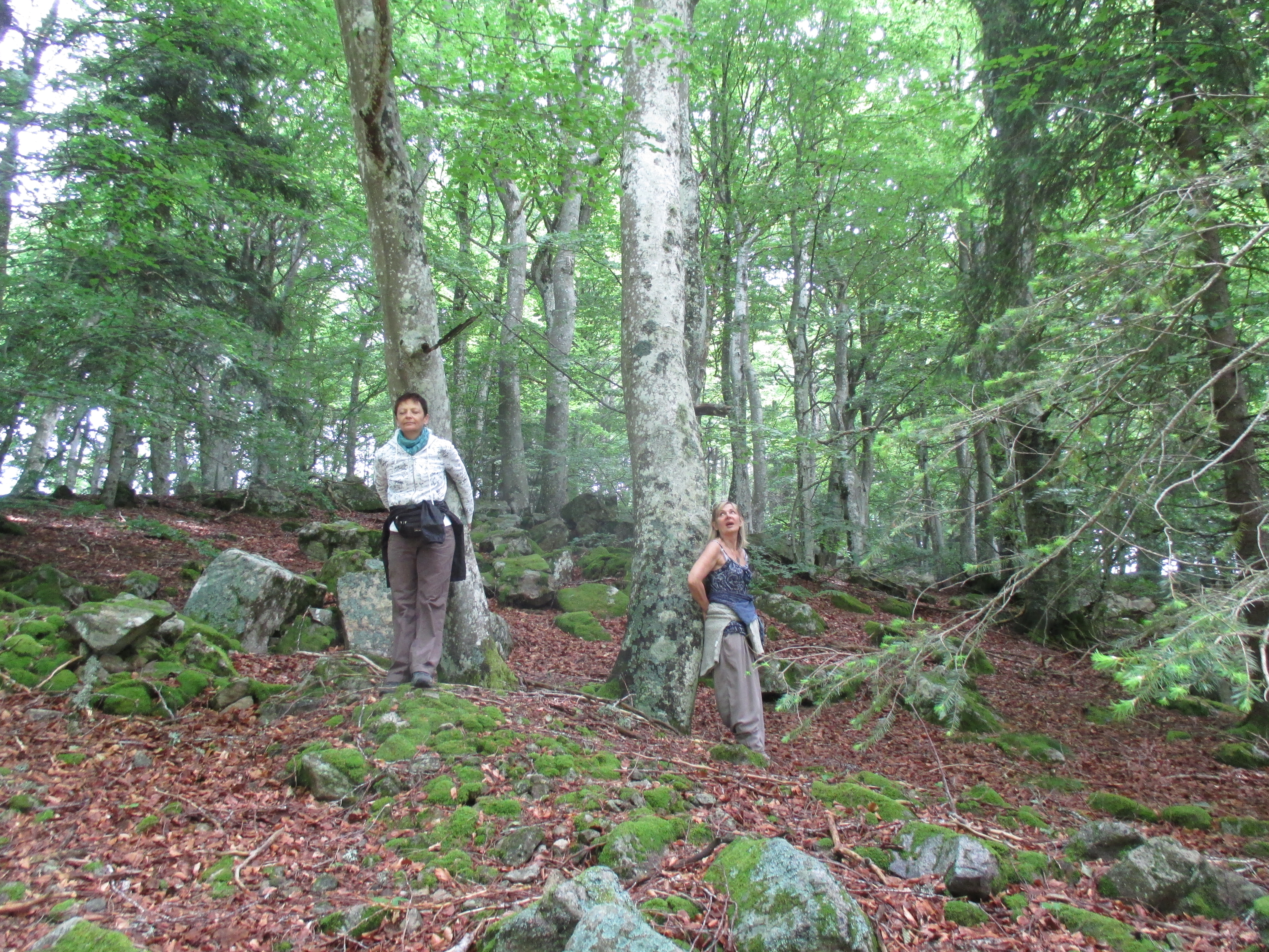 contact avec la forêt