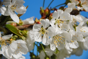  fleurs