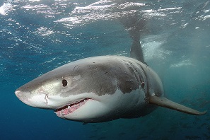 L’affaire du grand requin